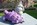 Nains de jardin en faïence gris et violet 
